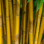 rolety i żaluzje bambusowe