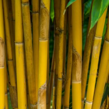 Bambusowe rolety i żaluzje stworzą wyjątkowy nastrój Bambusowe rolety i żaluzje stworzą wyjątkowy nastrój