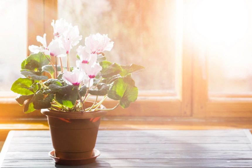 Rolety dzień noc – piękne i praktyczne